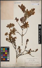 Foto von Salix aurita L. x Salix myrtilloides L.